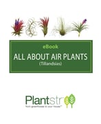 All About Air Plants