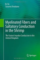 Myelinated Fibers And Saltatory Conduction In The Shrimp: The Fastest Impulse Conduction In The Animal Kingdom