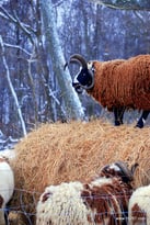 Sheep In The Rafters: The Story Of Highland Ranch Sanctuary