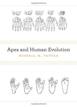 Apes And Human Evolution