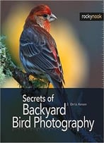 Secrets Of Backyard Bird Photography