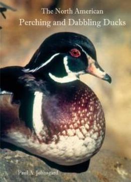 The North American Perching And Dabbling Ducks