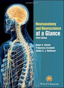 Neuroanatomy And Neuroscience At A Glance