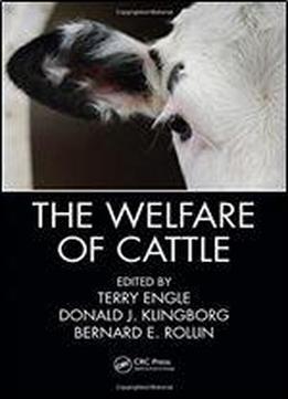 The Welfare Of Cattle