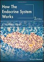 How The Endocrine System Works